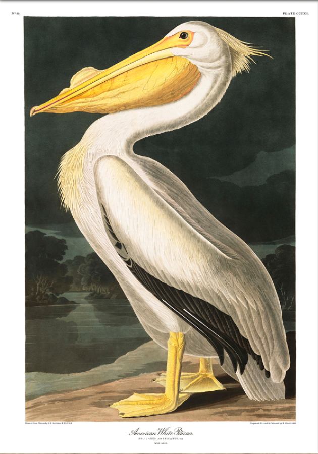 American White Pelican -  poster print  | Kunstbaron